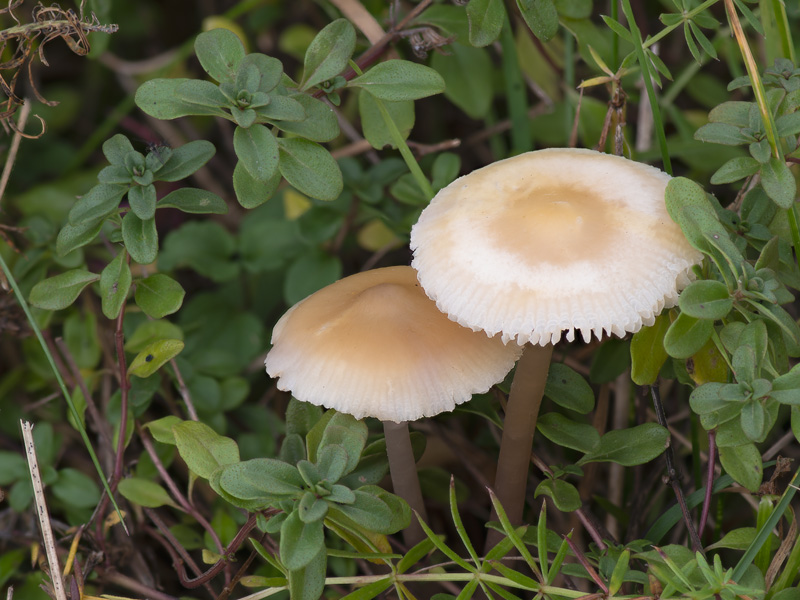 Mycena luteovariegata